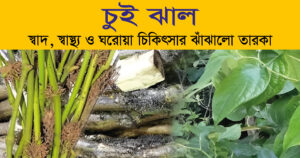 চুইঝাল: স্বাদ, স্বাস্থ্য ও ঘরোয়া চিকিৎসার ঝাঁঝালো তারকা